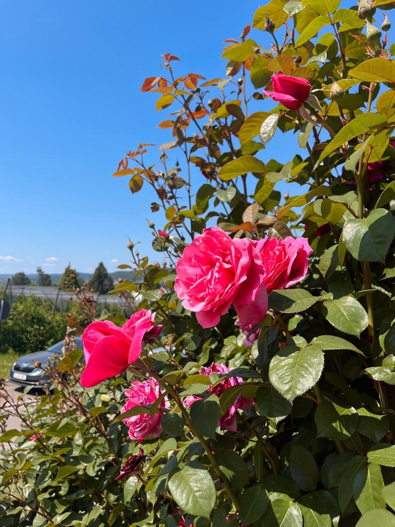 Ferienwohnungen Im Rosengarten บอดมัน-ลุดวิกส์ฮาเฟิน ภายนอก รูปภาพ